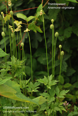 Anemone virginiana