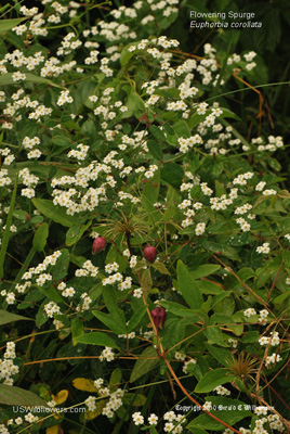 Euphorbia corollata