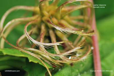 Clematis viorna