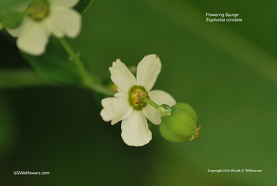 Euphorbia corollata