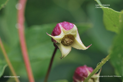 Clematis viorna