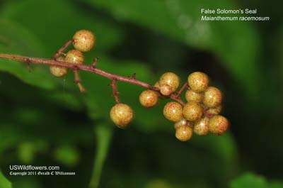 Maianthemum racemosum