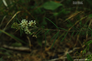 Asclepias verticillata