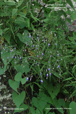 Campanula divaricata