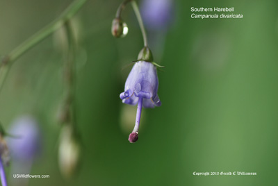 Campanula divaricata