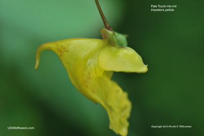 Impatiens pallida