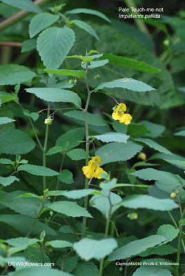 Impatiens pallida