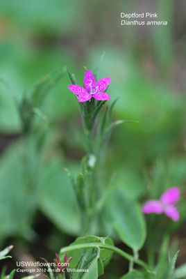 Dianthus armeria