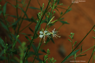 Gaura filipes