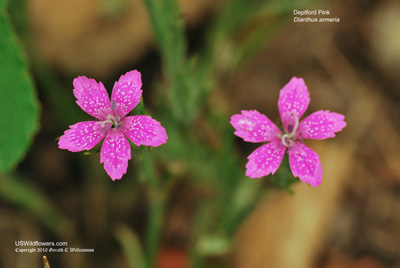 Dianthus armeria