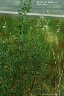 Gaura filipes