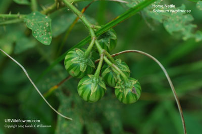 Solanum carolinense