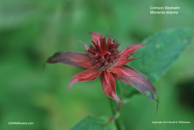 Monarda didyma