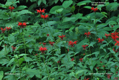 Monarda didyma