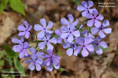 Phlox divaricata