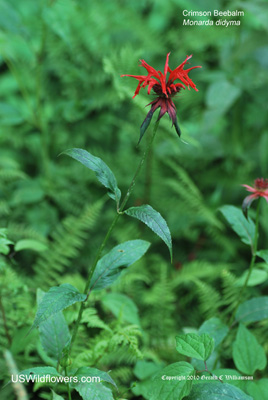 Monarda didyma