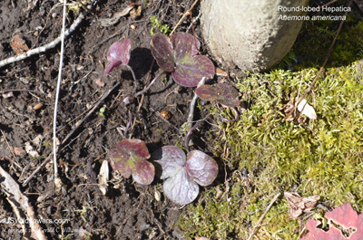 Anemone americana