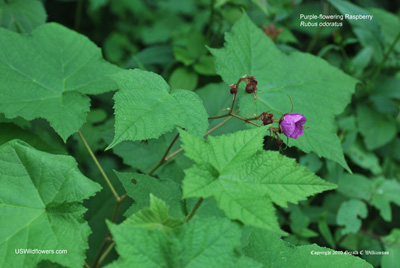 Rubus odoratus