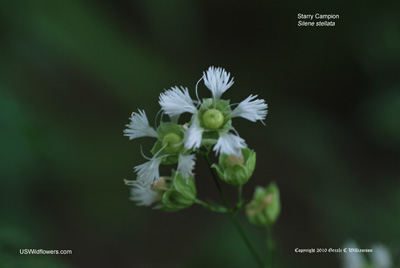 Silene stellata