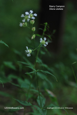 Silene stellata