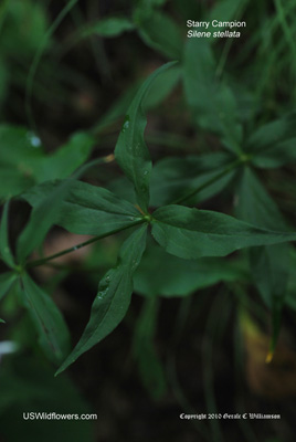 Silene stellata