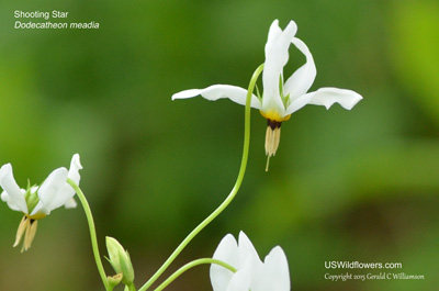 Dodecatheon meadia