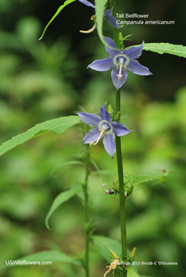 Campanulastrum americanum