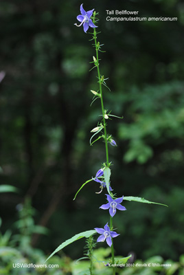 Campanulastrum americanum