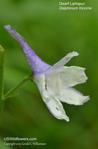 Delphinium tricorne