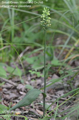 Platanthera clavellata