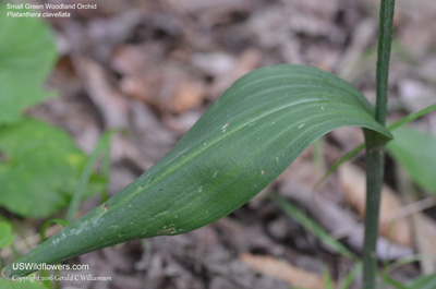 Platanthera clavellata