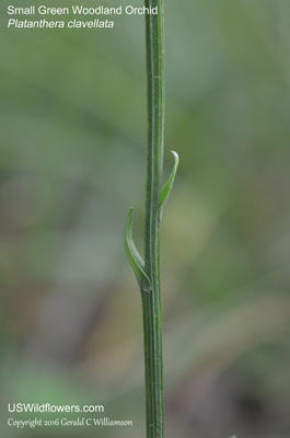 Platanthera clavellata