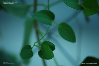 Clematis terniflora