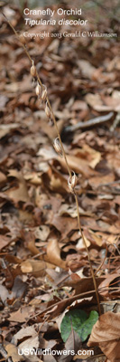 Tipularia discolor