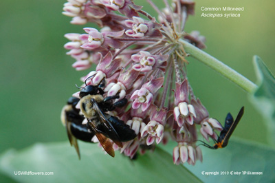 Asclepias syriaca