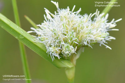 Eriophorum virginicum