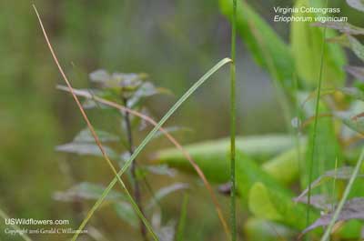 Eriophorum virginicum