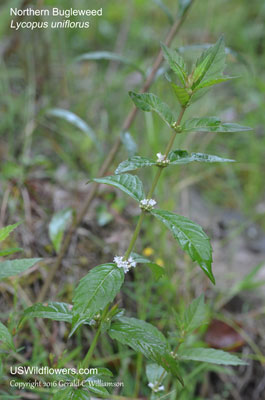 Lycopus uniflorus