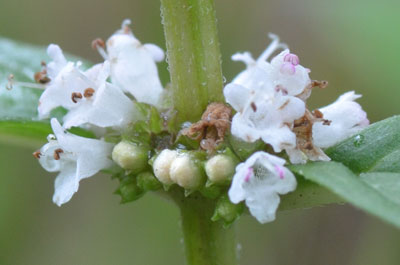 Lycopus uniflorus