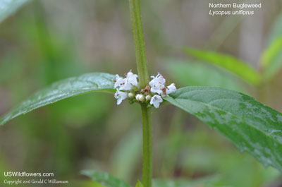 Lycopus uniflorus