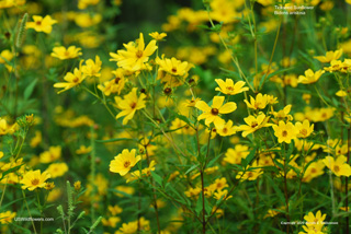 Bidens aristosa