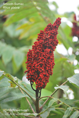 Rhus glabra