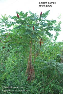 Rhus glabra