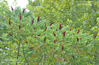 Rhus glabra