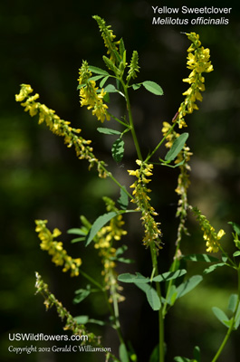 Melilotus officinalis