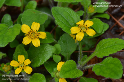 Chrysogonum virginianum