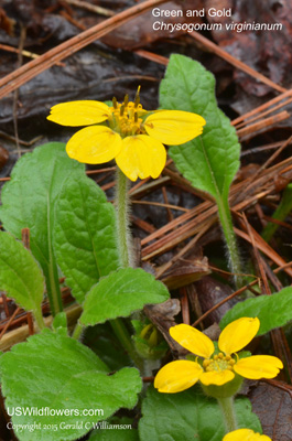 Chrysogonum virginianum