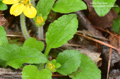 Chrysogonum virginianum