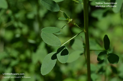 Melilotus officinalis