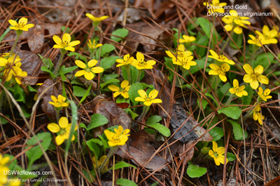 Chrysogonum virginianum